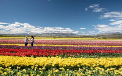 Primavera patagónica: Descubrí dónde ver millones de tulipanes en flor